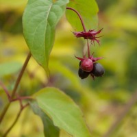 Himalayan Honeysuckle